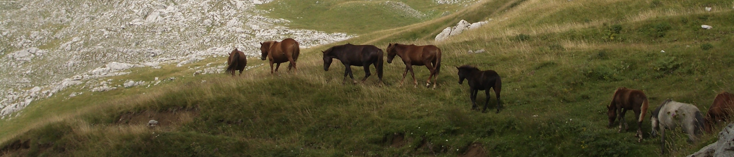 image of wild horses roaming free in the highlands of Montenegro